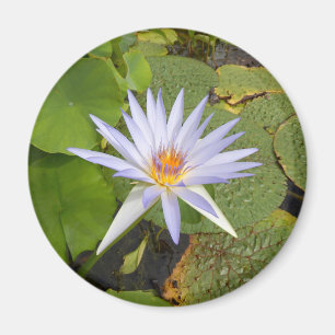 Imã Lily Magnet
