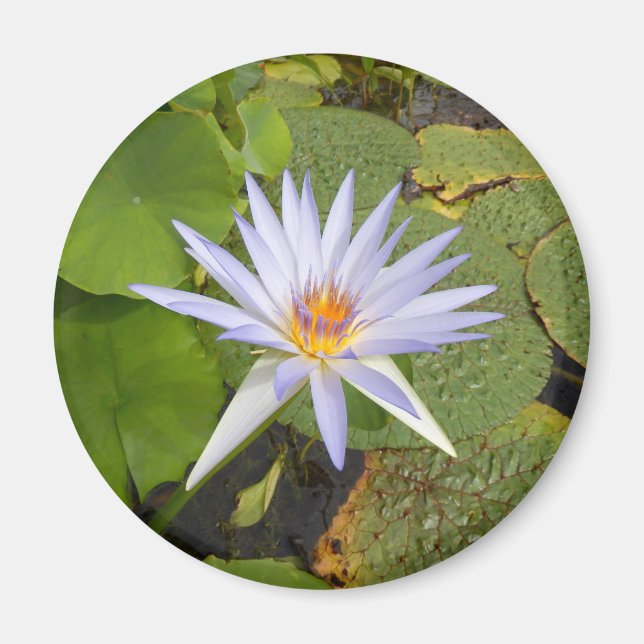 Imã Lily Magnet (Frente)
