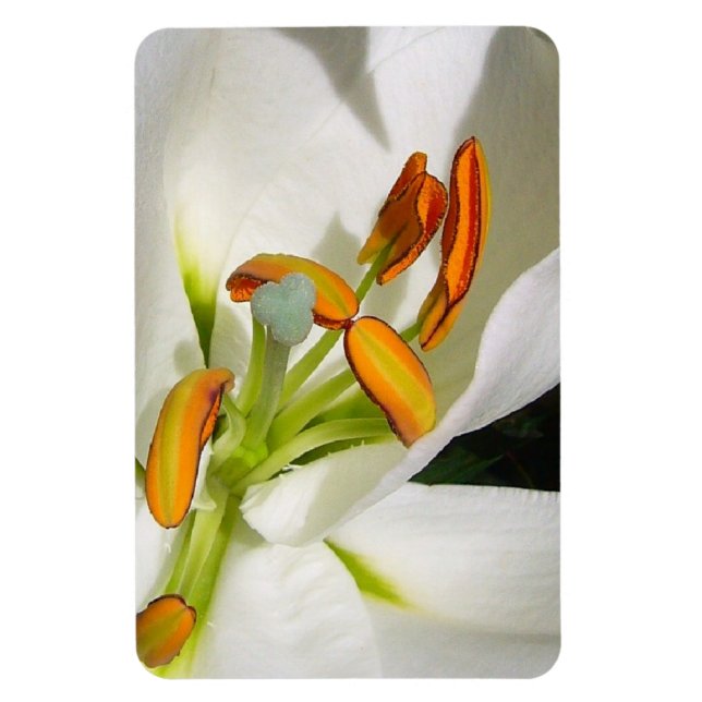 Ímã Lily Magnet (Vertical)