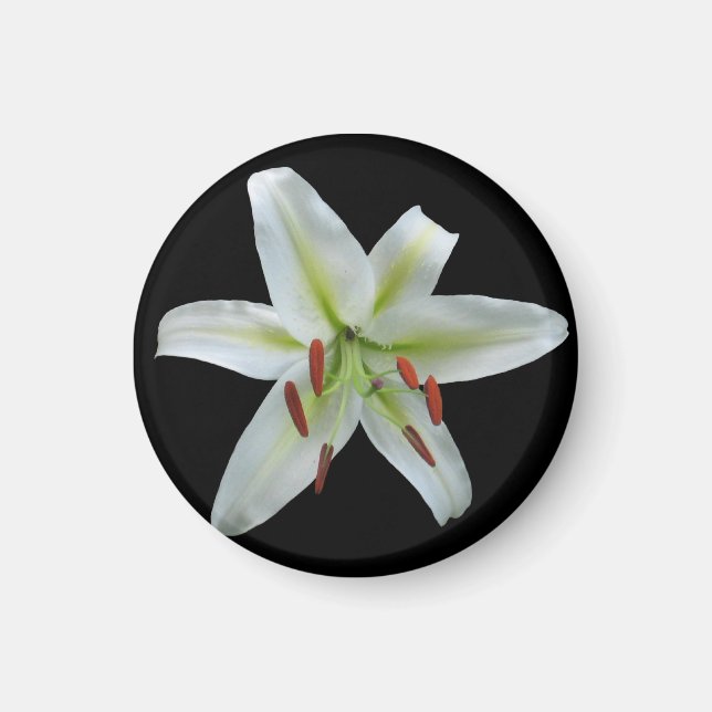 Imã Lily Magnet (Frente)