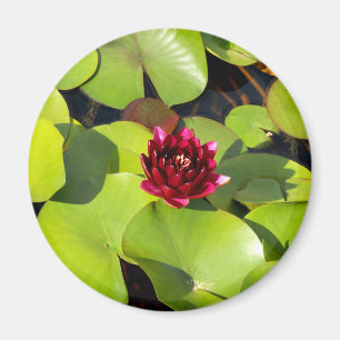 Imã Lily Magnet