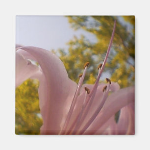 Imã Lily Magnet desbotado