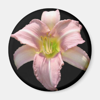 Imã Lily Magnet Rosa