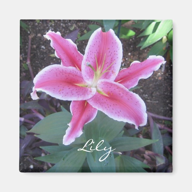 Imã Lily Magnet Rosa (Frente)