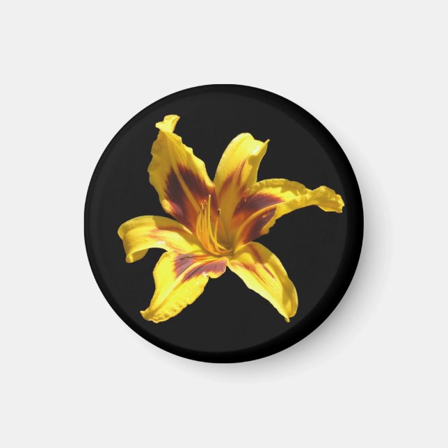 Imã Lily Magneta Amarela (Frente)