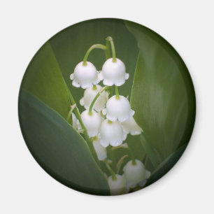 Imã Lily-Of-The_Valley