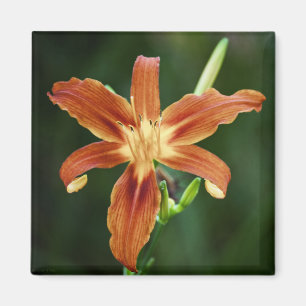 Imã Lily P6588 Magnet
