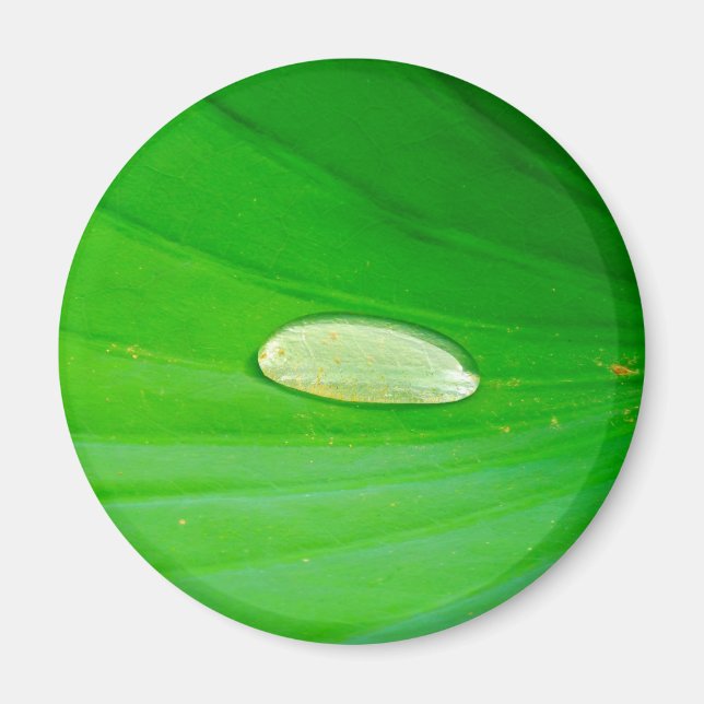 Imã Lily Pad Magnet (Frente)