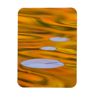 Ímã Lily pad on larange water, Canadá