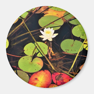 Imã "Lily Pad Pond Eetéreo com Flor Branco Central