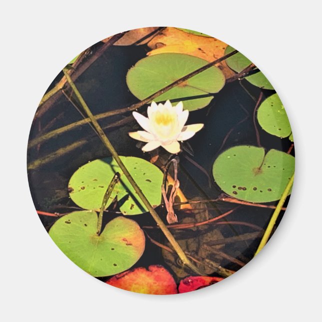 Imã "Lily Pad Pond Eetéreo com Flor Branco Central (Frente)