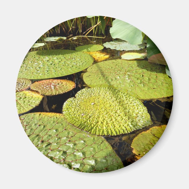 Imã Lily Pads Magnet (Frente)