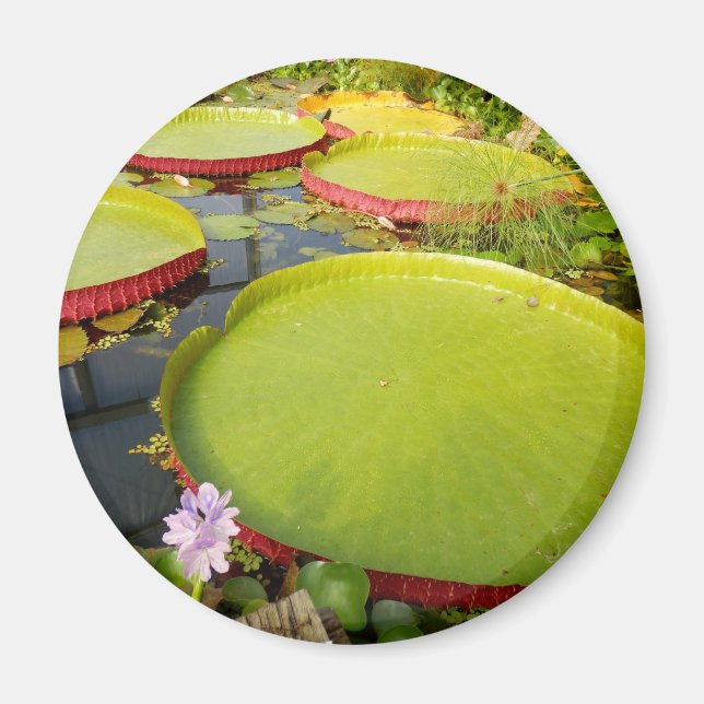 Imã Lily Pads Magnet (Frente)