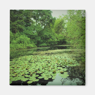 Imã Lily Pads no Pond