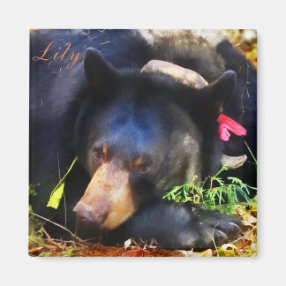 Imã Lily the Black Bear with Ribbons Magnet
