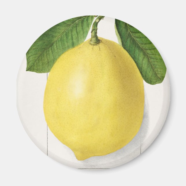 Imã Limão-da-safra (Frente)