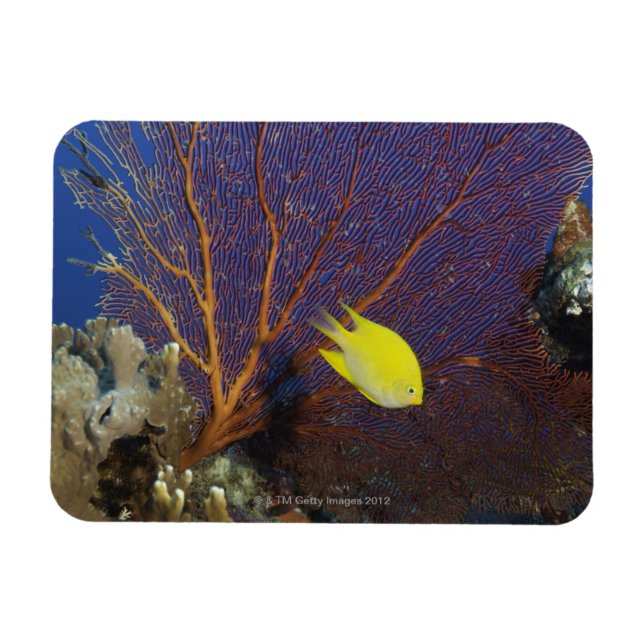 Ímã Limão damsel (Horizontal)