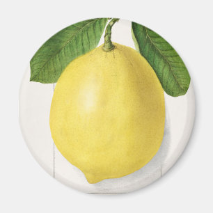 Imã Limão de safra