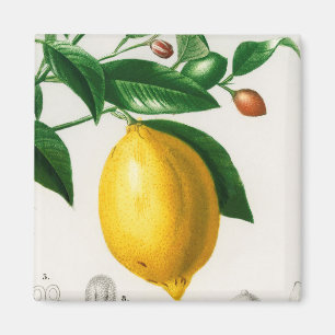 Imã Limão siciliano