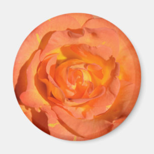 Imã Limões e ímã cor-de-rosa das laranjas