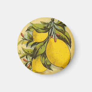 Imã Limões gostosos