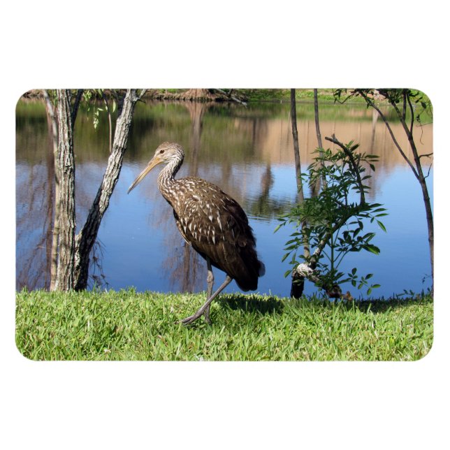 Ímã Limpkin (1118) Magnet (Horizontal)