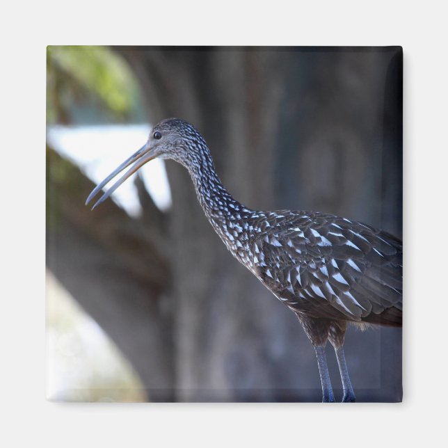 Imã Limpkin, The Crying Bird (Frente)