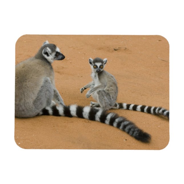 Ímã Limures, (Lemur catta), Berbastante (Horizontal)