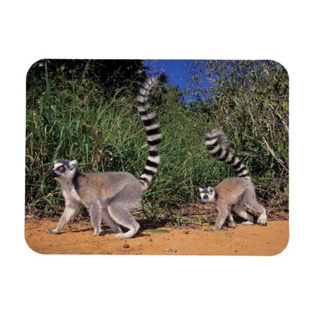Ímã Limures (Lemur Catta), Berbastante (Horizontal)