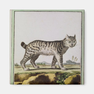 Imã Lince canadense