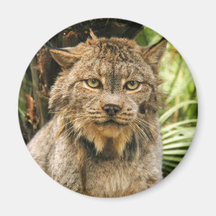 Imã Lince canadense 4200e