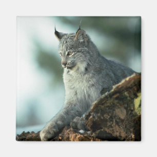 Imã Lince de Canadá