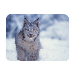 Ímã Lince na neve nos contrafortes