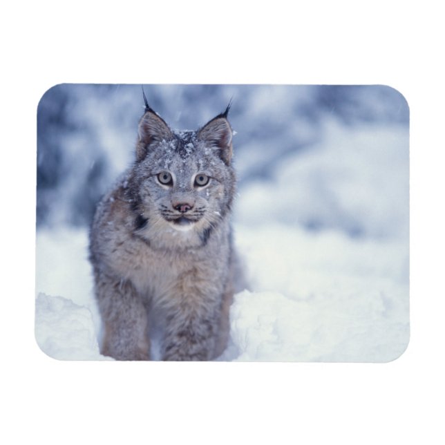 Ímã Lince na neve nos contrafortes (Horizontal)