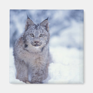 Imã Lince na neve nos contrafortes