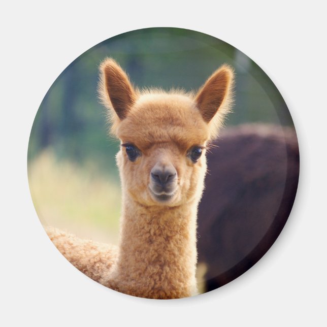 Imã Linda Alpaca Magnets (Frente)