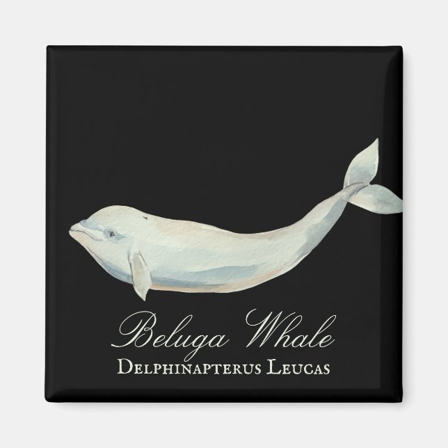 Imã Linda Baleia Beluga, Delphinapterus Leucas (Frente)