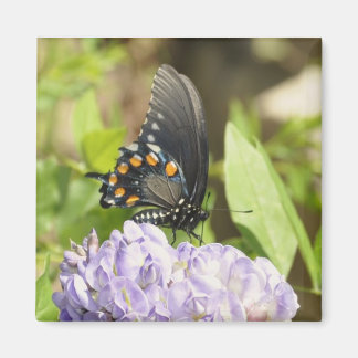 Imã Linda borboleta e flor púrpura