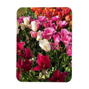 Ímã Linda Cama do Jardim das Tulipas, Oregon