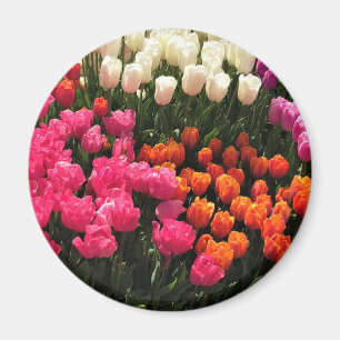 Imã Linda Cama do Jardim das Tulipas, Oregon