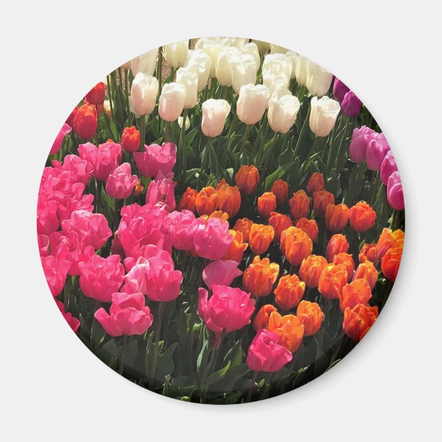 Imã Linda Cama do Jardim das Tulipas, Oregon (Frente)