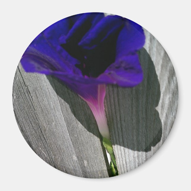 Imã Linda Flor de Ipoméia Rosa-Roxa (Frente)