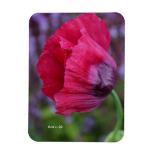 Ímã Linda Flor de Papoula Rosa e Roxa