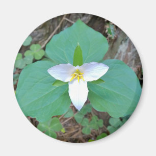Imã Linda Flor do Trilium Branco na Floresta