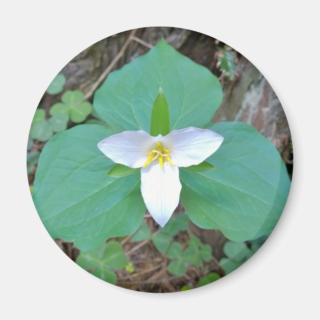 Imã Linda Flor do Trilium Branco na Floresta (Frente)