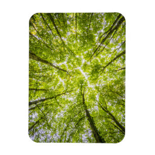 Ímã Linda Floresta Verde