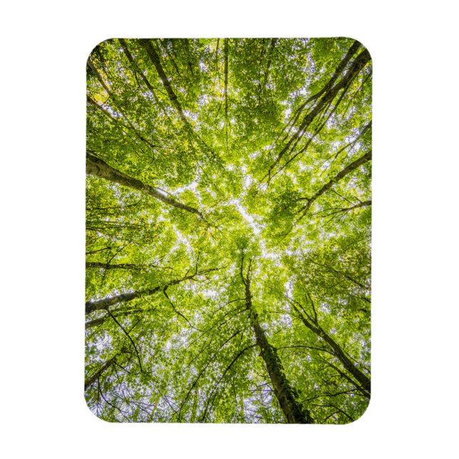 Ímã Linda Floresta Verde (Vertical)