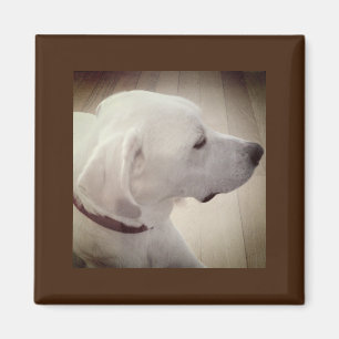 Imã Linda Foto de Perfil de Cão