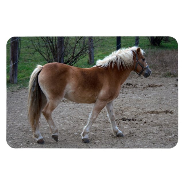 Ímã Linda Haflinger (Horizontal)