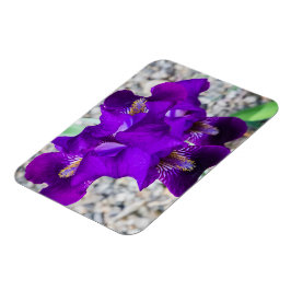 Ímã Linda íris roxa